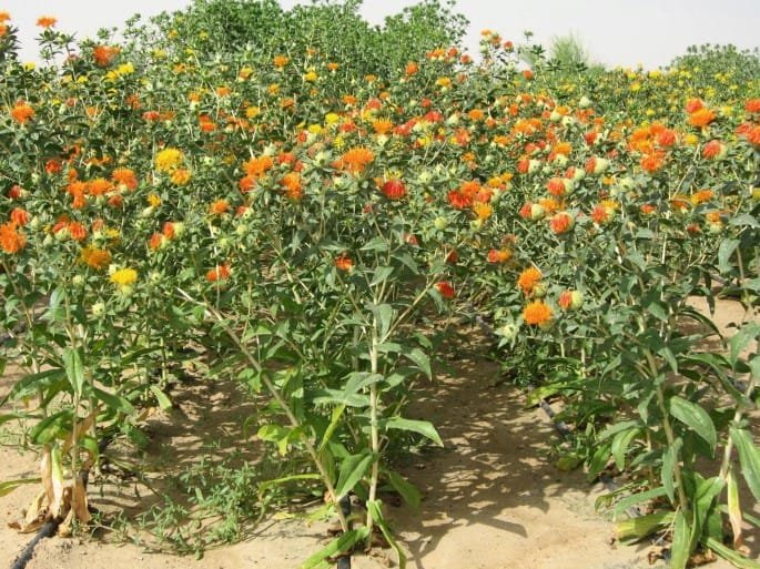 whatsapp image 2026 03 26 at 7.17.26 pm